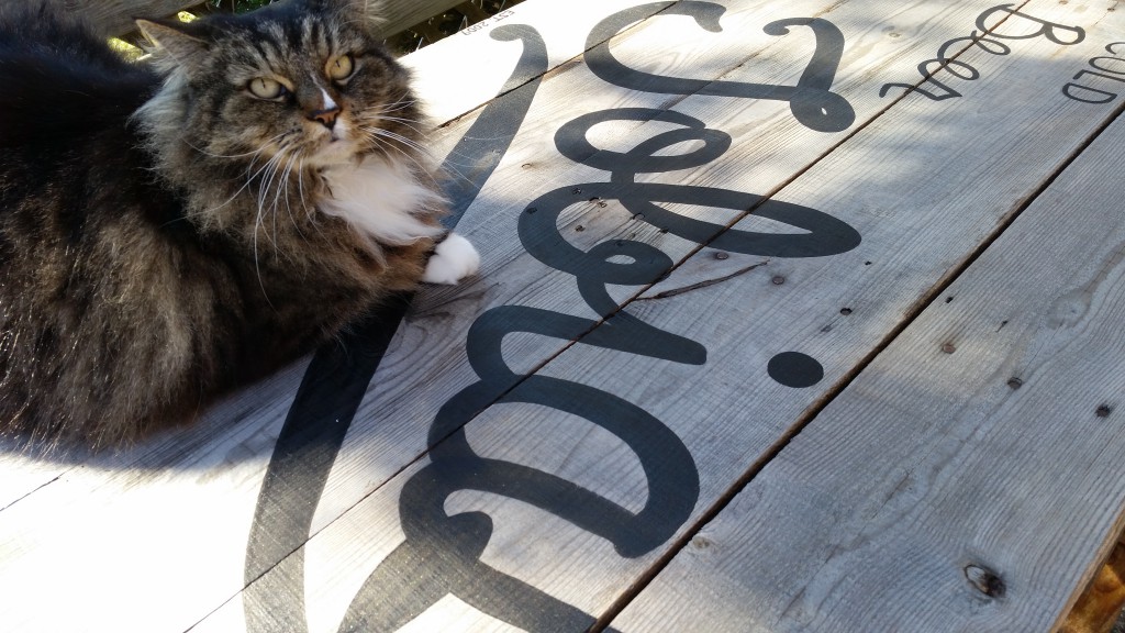 a satisfied cat sitting on a pub-style table